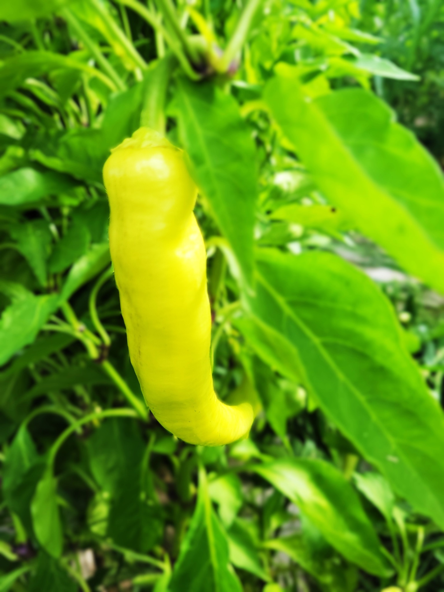 Banana Peppers