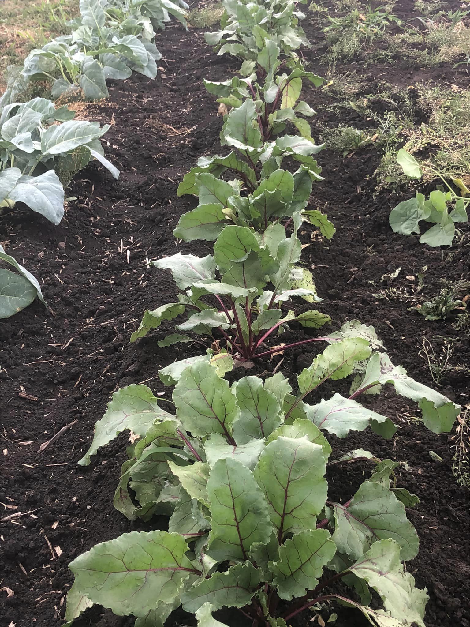 Beets