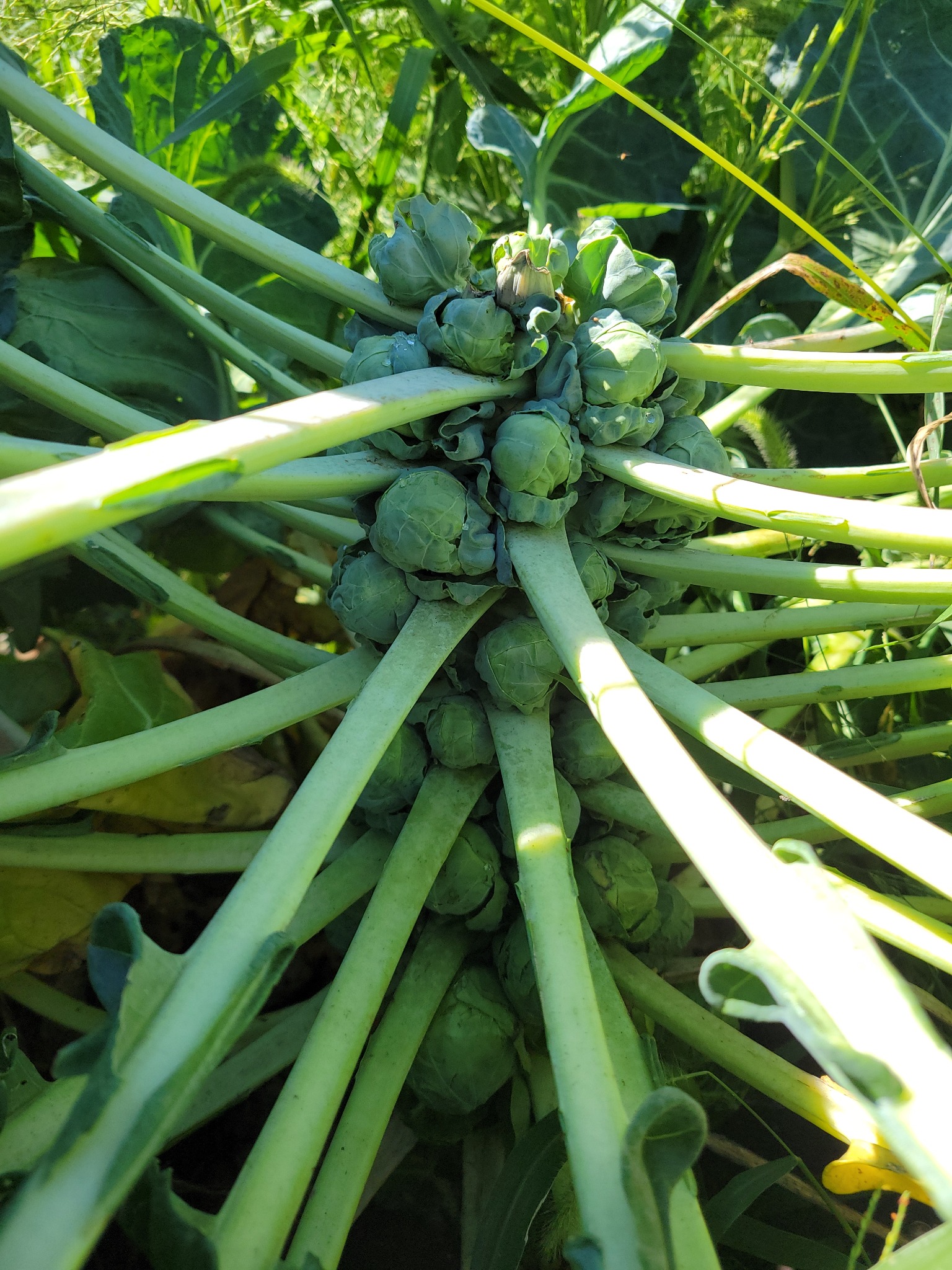 Brussels Sprouts