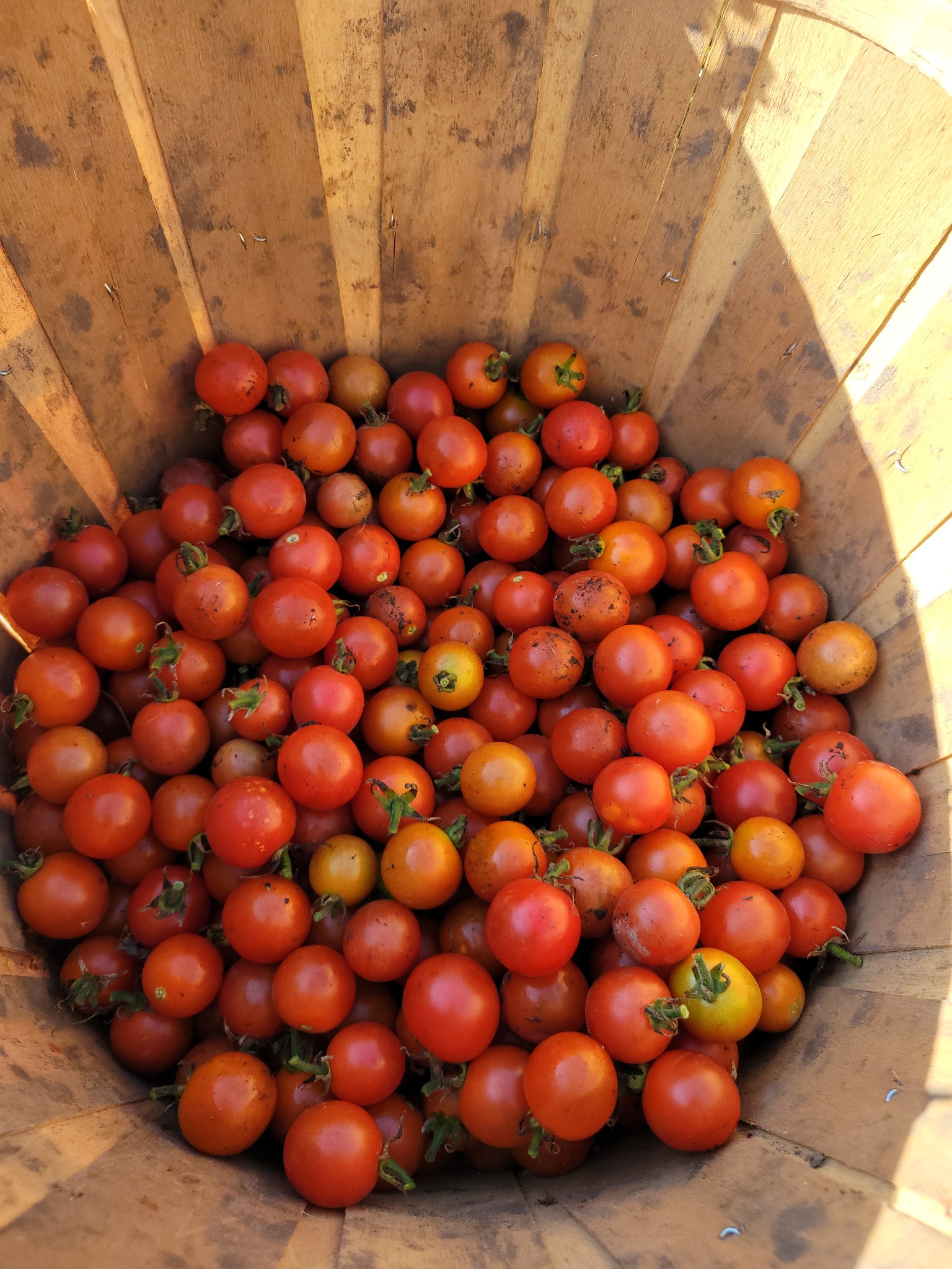 Cherry Tomatoes