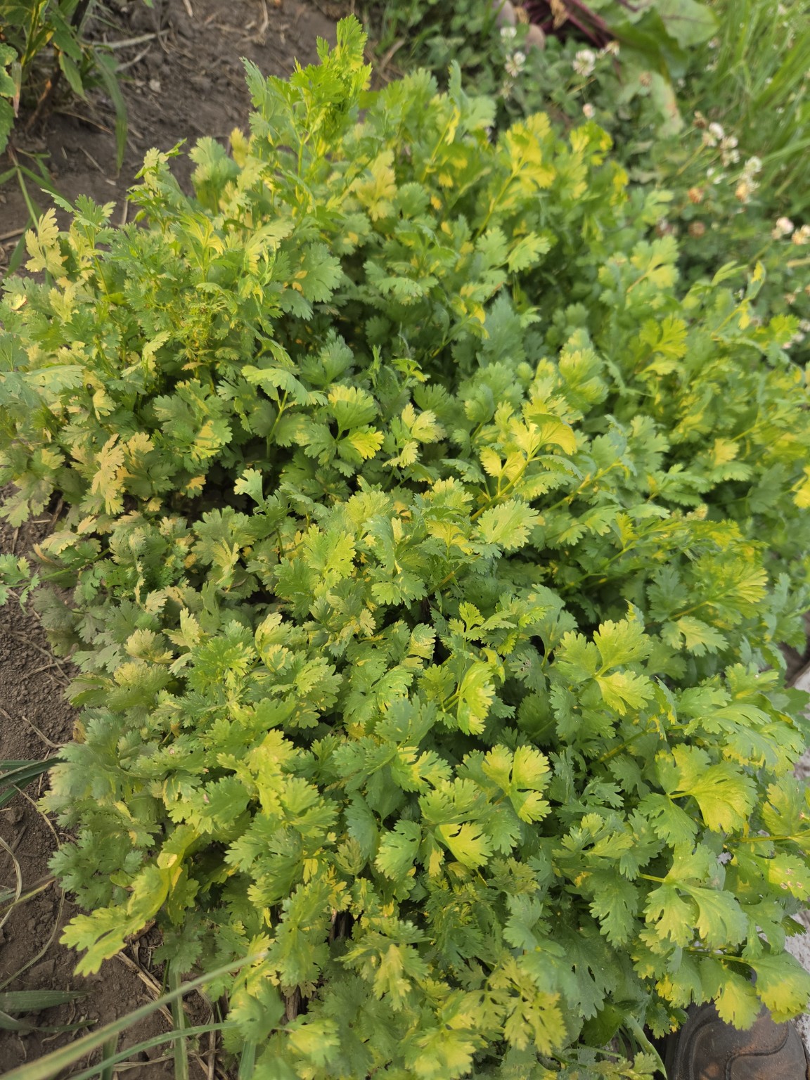 Cilantro