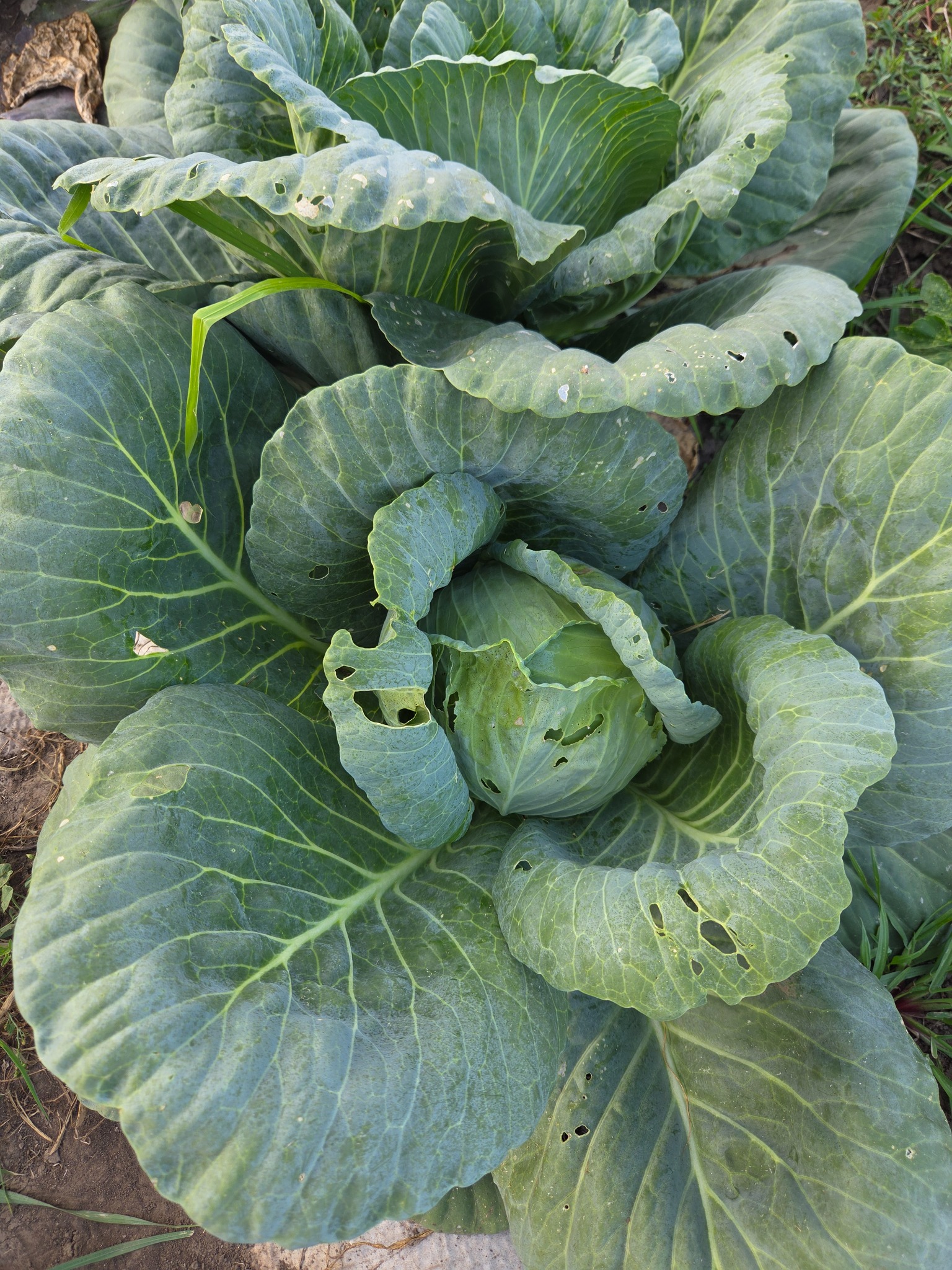 Green Cabbage
