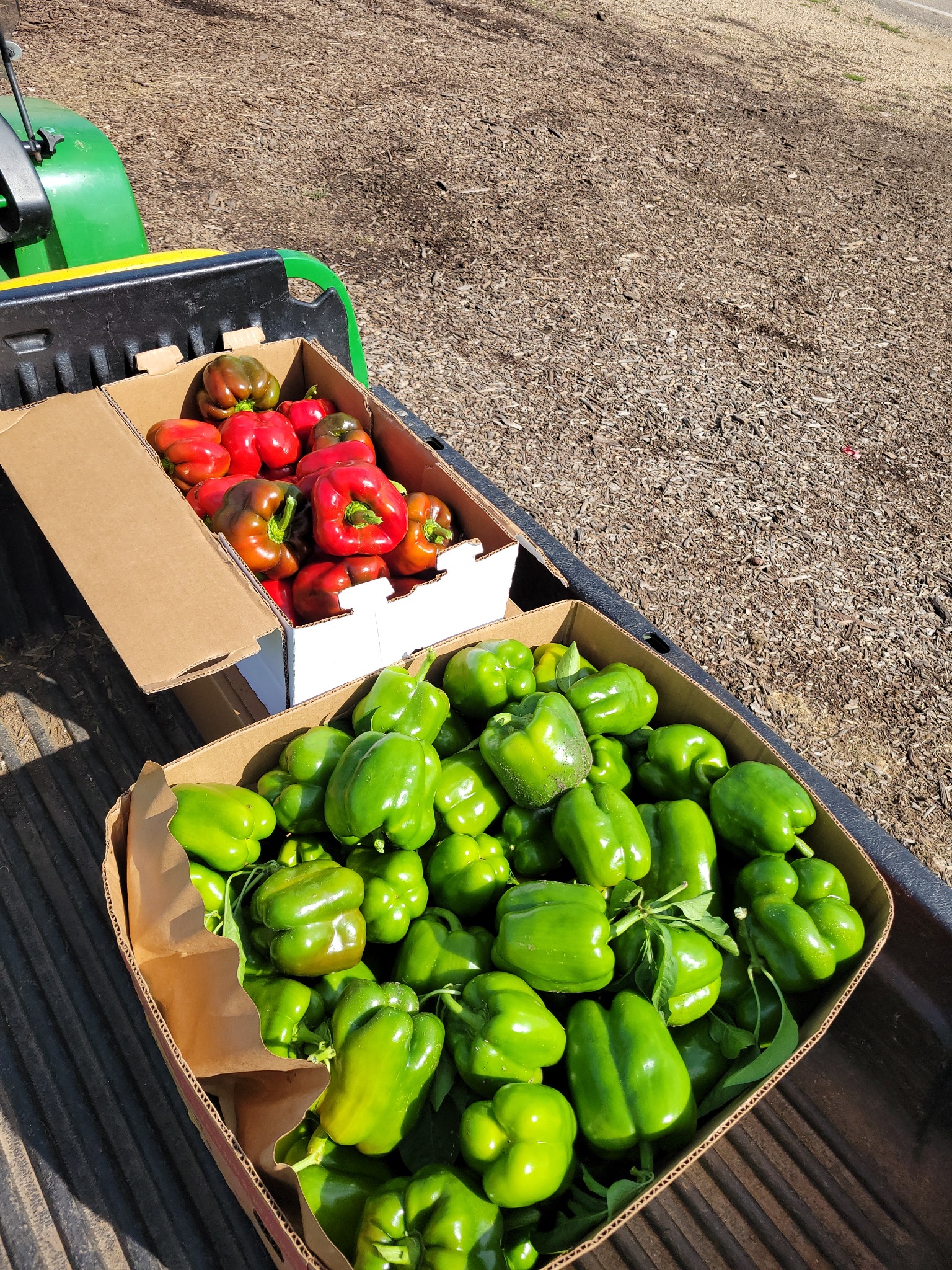 Green Bell Peppers