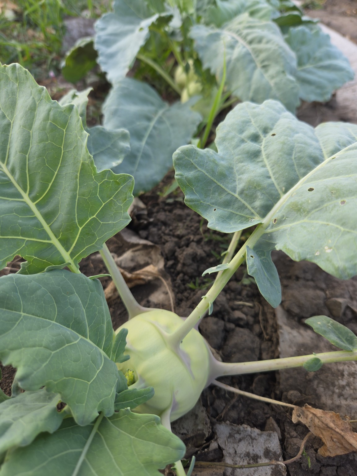 Kohlrabi
