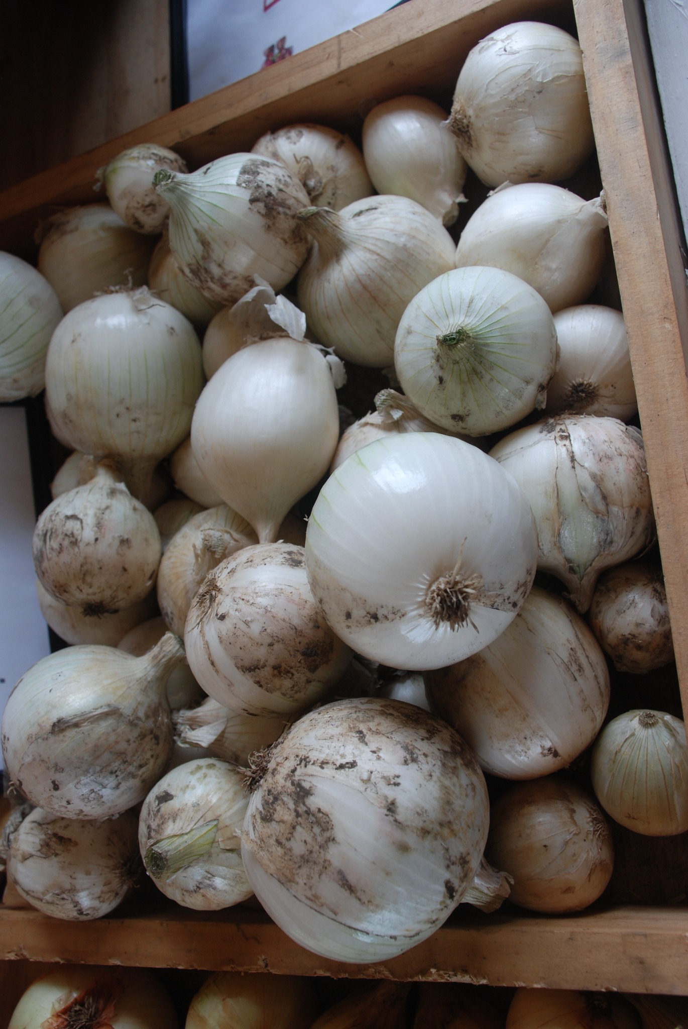 Garlic