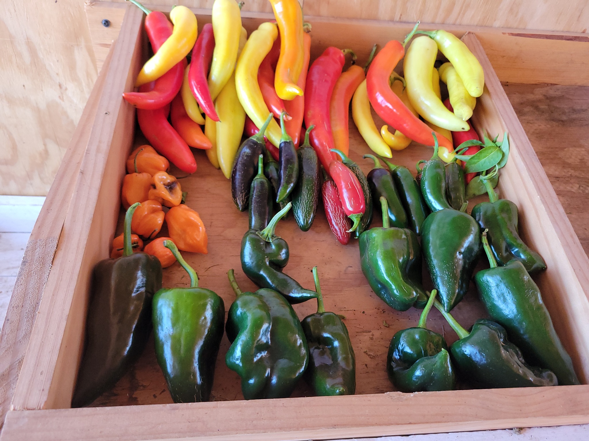Jalapeño Peppers