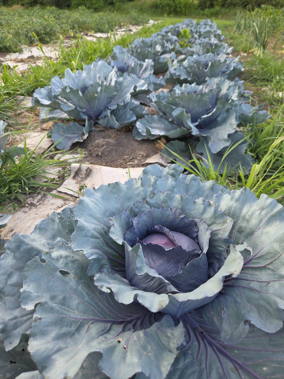 Red Cabbage