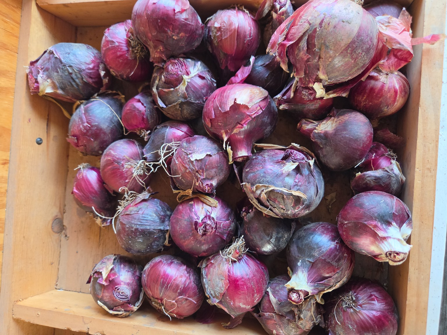 Red Onions