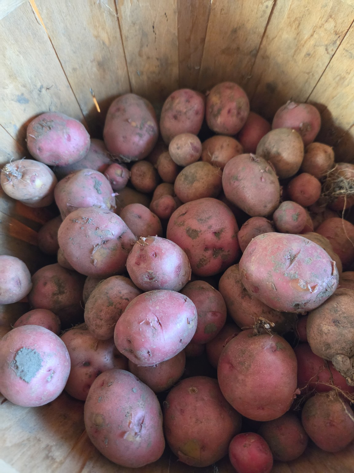 Red Potatoes