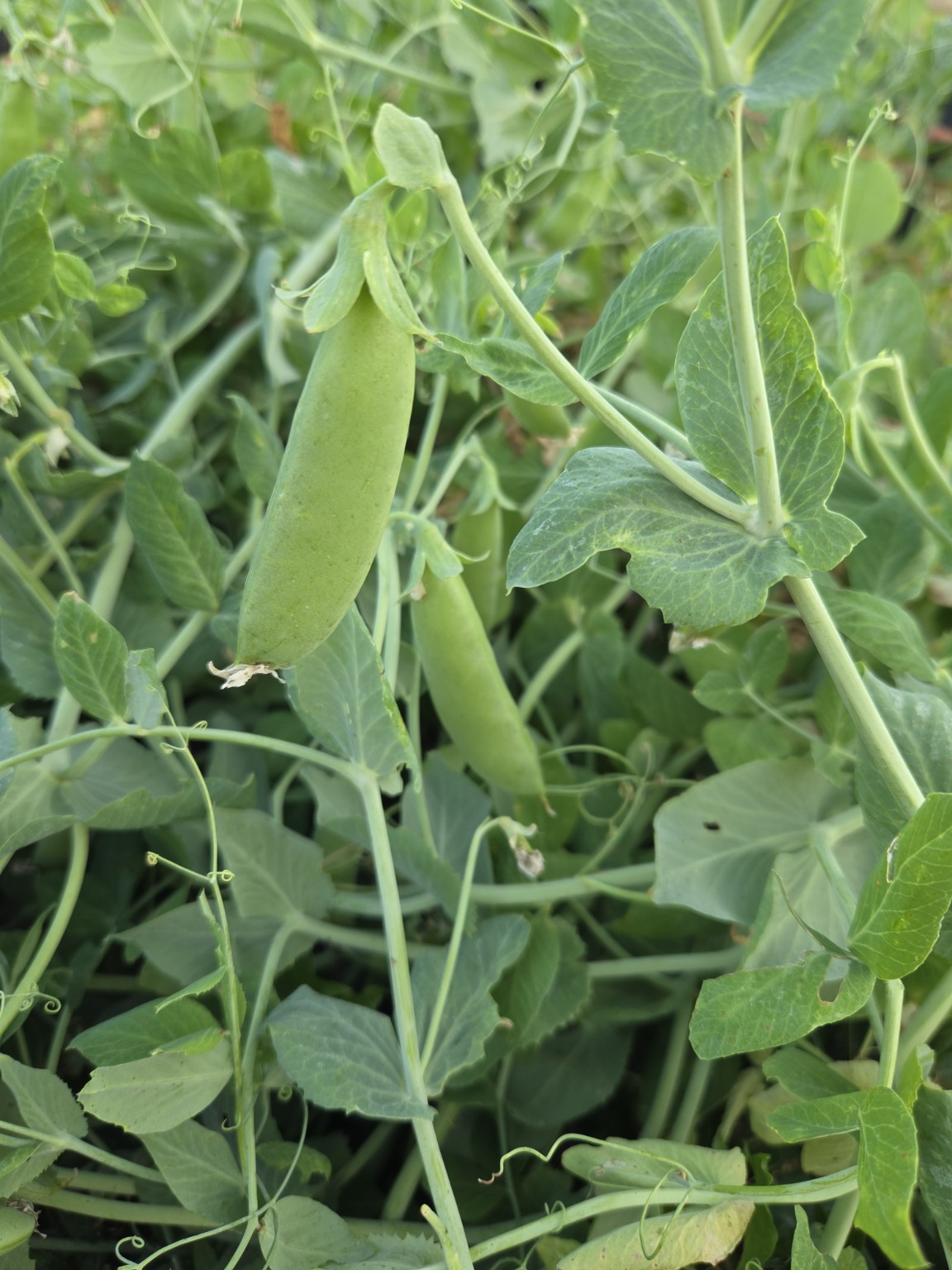 Sugar Snap Peas