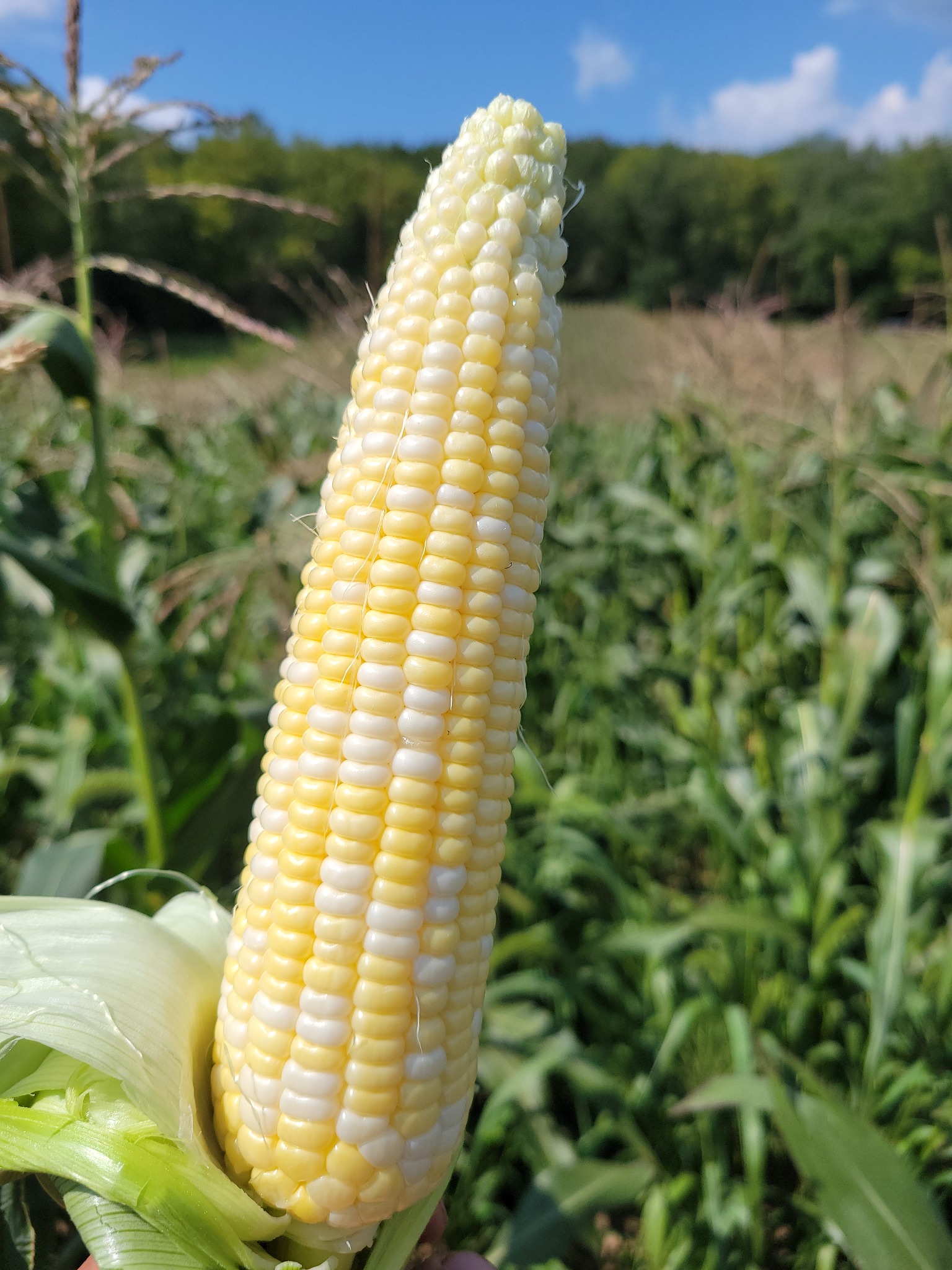 Sweet Corn — By the Dozen