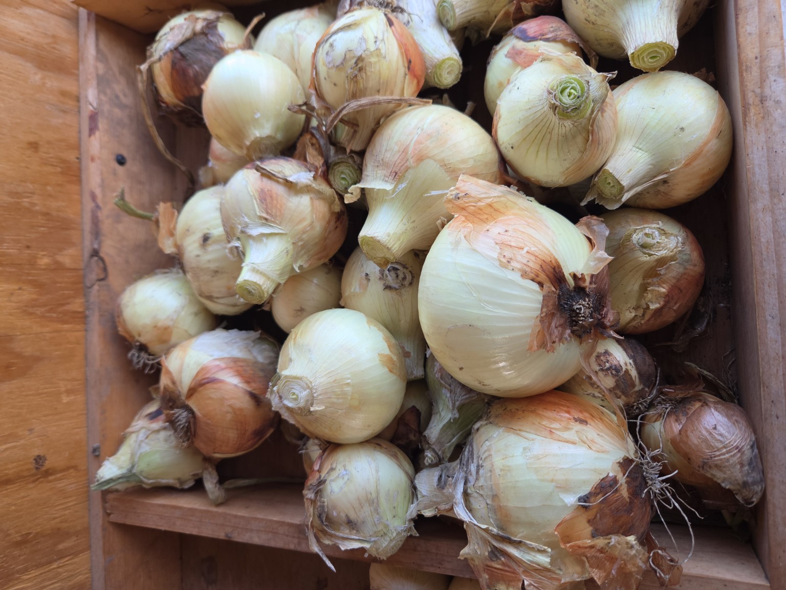 Yellow Onions