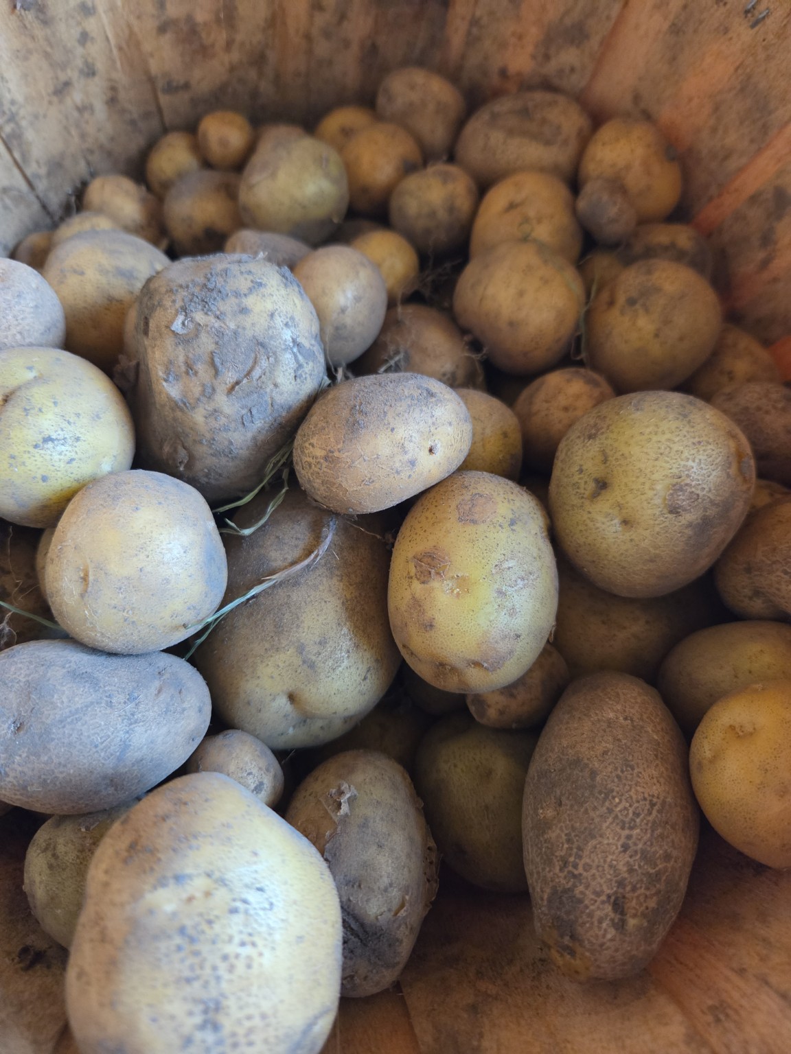 Yellow Potatoes