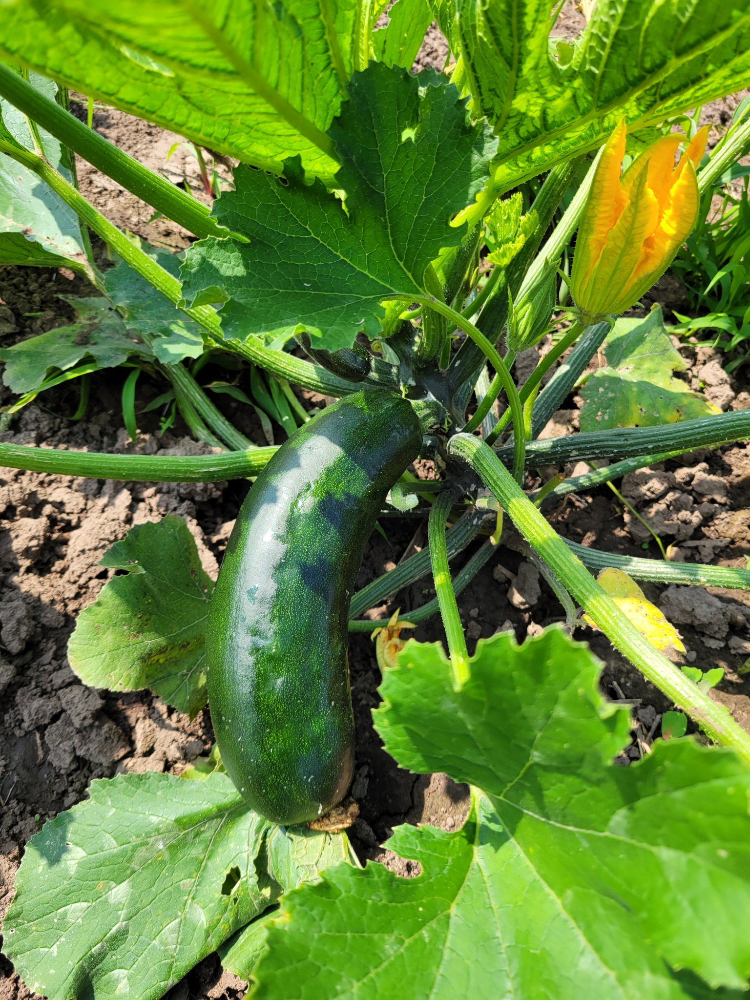 Zucchini